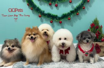 [🆕🇻🇳] CiciPets – Tiệm làm đẹp thú cưng 🐶🦜 Top1Pets 🐱🐠 Chụp ảnh gia đình tại Cici
Em nào cũng cưng cưng, mũm mũm siêu đáng yêu luônĐặt lịch trước qua sđt 094 4920 557 — 092 789 3919 hoặc ib trực tiếp cho pa , shares-1✔️ , likes-7❤️️ , date-2025-12-04 04:03:20🐶🐱🇻🇳🇻🇳🇻🇳📰🆕