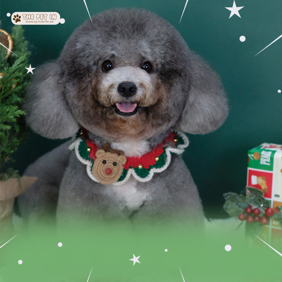 [🆕🇻🇳] The Pet In – Spa, Grooming, Hotel thú cưng 🐶🦜 Top1Pets 🐱🐠 “Đến dép còn có đôi, cớ sao Noel em lại cô đơn một mình.”
Tút tát rồi chuẩn bị bật chế độ TUYỂN BỒ.
———————————
Grooming by The Pet I , shares-0✔️ , likes-0❤️️ , date-2025-12-08 01:36:50🐶🐱🇻🇳🇻🇳🇻🇳📰🆕