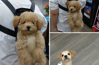 [🆕🇻🇳] Bệnh viện thú y Kinh Bắc Từ Sơn 🐶🦜 Top1Pets 🐱🐠 Do không có thời gian chăm sóc. Khách nhà em muốn tìm chủ mới cho 2 bé cún poodle thuần chủng 6 tháng tuổi này ạ. 1 đực 1 cái. Có thể đón riêng từng bé ạ.  , shares-0✔️ , likes-2❤️️ , date-2025-12-02 18:07:14🐶🐱🇻🇳🇻🇳🇻🇳📰🆕