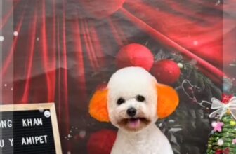 [🆕🇻🇳] Phòng khám thú y AMI PET Tân An 🐶🦜 Top1Pets 🐱🐠 “Ghi lại khoảnh khắc đẹp của ngày hôm nay ”
——————————————–
“PHÒNG KHÁM THÚ Y AMI PET
CHẤT LƯỢNG TẠO NÊN THƯƠNG HIỆU”
——- , shares-0✔️ , likes-5❤️️ , date-2025-12-03 21:15:40🐶🐱🇻🇳🇻🇳🇻🇳📰🆕