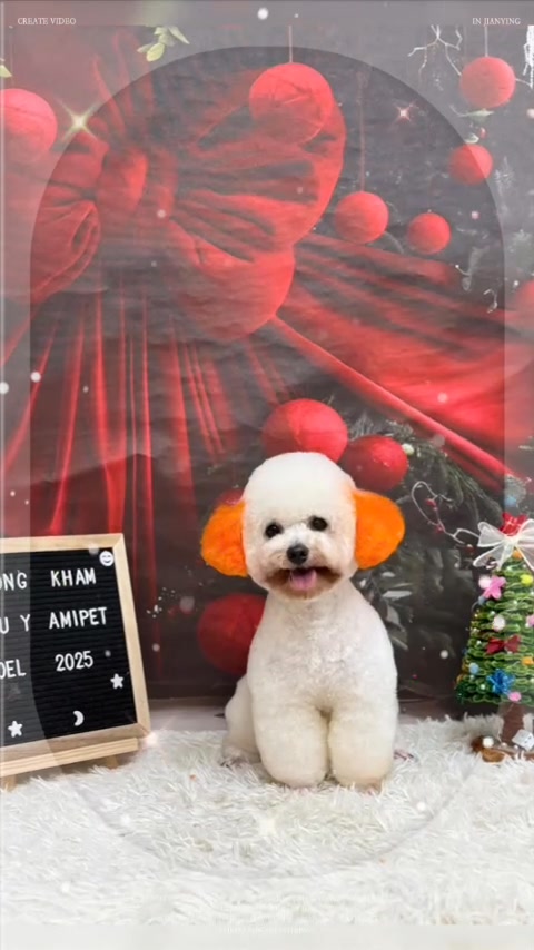 [🆕🇻🇳] Bệnh Viện Thú Y Tropicpet Minh Khai 🐶🦜 Top1Pets 🐱🐠  Nấm da ở mèo con rất hay gặp do miễn dịch yếu.Biểu hiện: Mảng tròn rụng lông, đỏ da, bong vảy, gãi nhiều. Thường ở mặt – tai – chân.Lây sang người, nh , shares-0✔️ , likes-3❤️️ , date-2025-12-03 18:36:30🐶🐱🇻🇳🇻🇳🇻🇳📰🆕