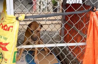 [🆕🇻🇳] Bệnh viện thú cưng Tispet Quy Nhơn 🐶🦜 Top1Pets 🐱🐠 Phẩu thuật, điều trị cho bạn cún bị tai nạn lòi nhãn cầu! #bácsĩthúytậnnơi #cácbossđithiến #thuytainhabinhdinh #thuytispet #Thú_y_Quy_Nhơn #triệtsảnkhôngđá , shares-0✔️ , likes-5❤️️ , date-2025-11-30 19:02:35🐶🐱🇻🇳🇻🇳🇻🇳📰🆕