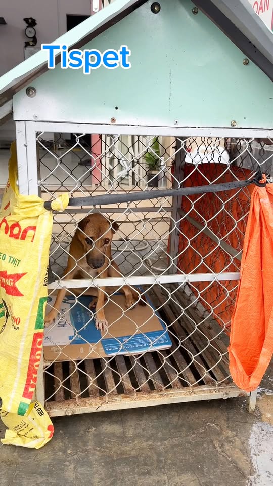 [🆕🇻🇳] Bệnh viện thú cưng Tispet Quy Nhơn 🐶🦜 Top1Pets 🐱🐠 Phẩu thuật, điều trị cho bạn cún bị tai nạn lòi nhãn cầu! #bácsĩthúytậnnơi #cácbossđithiến #thuytainhabinhdinh #thuytispet #Thú_y_Quy_Nhơn #triệtsảnkhôngđá , shares-0✔️ , likes-5❤️️ , date-2025-11-30 19:02:35🐶🐱🇻🇳🇻🇳🇻🇳📰🆕