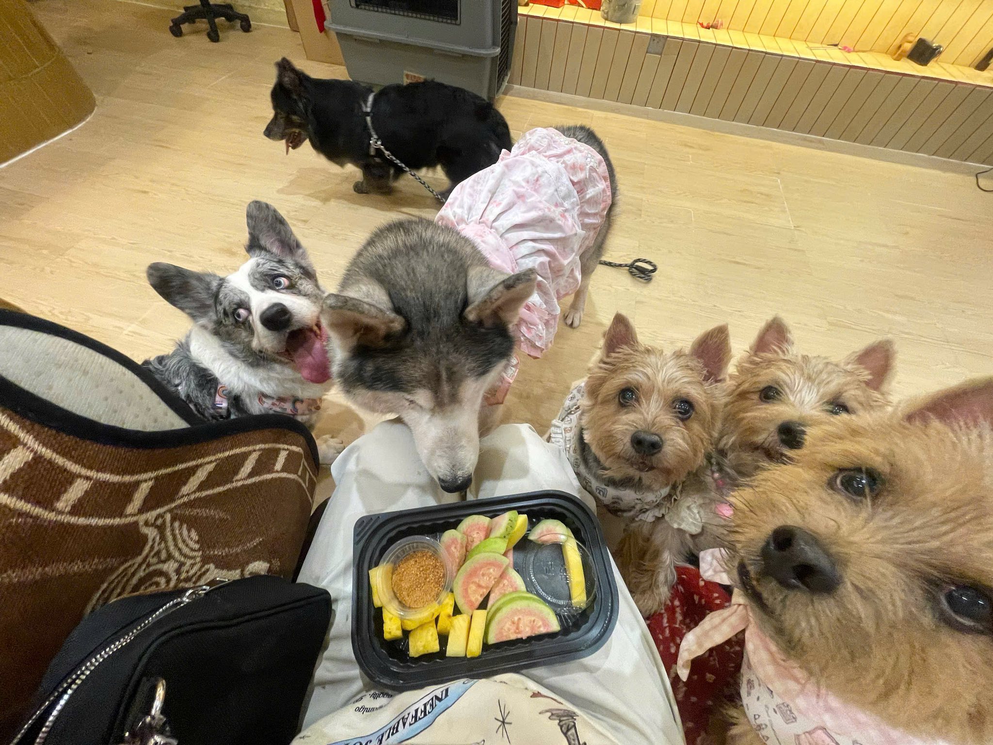 [🆕🇻🇳] Moon’s House 🐶🦜 Top1Pets 🐱🐠 Tối nào mình cũng dắt tụi nhỏ ra công viên đi dạo. Hôm nay đang ngồi nghỉ một chút thì có một anh ShopeeFood cầm theo cả chục hộp trái cây, bước đến trước  , shares-15✔️ , likes-564❤️️ , date-2025-12-02 04:22:23🐶🐱🇻🇳🇻🇳🇻🇳📰🆕