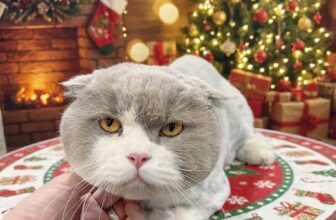 [🆕🇻🇳] Dolly petshop – Spa Cắt Tỉa Lông Chó Mèo Long Biên Hà Nội 🐶🦜 Top1Pets 🐱🐠  VÌ SAO MÈO NÊN ĐI SPA?
Nhiều “sen” nghĩ mèo tự liếm lông là sạch rồi, nhưng thật ra mèo vẫn cần spa định kỳ để đảm bảo sức khỏe da – lông tốt nhất!
Spa c , shares-0✔️ , likes-0❤️️ , date-2025-12-03 16:08:03🐶🐱🇻🇳🇻🇳🇻🇳📰🆕