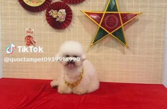 [🆕🇻🇳] QUỐC TÂM PET – Dịch vụ thú cưng 🐶🦜 Top1Pets 🐱🐠  , shares-0✔️ , likes-0❤️️ , date-2025-12-03 13:02:27🐶🐱🇻🇳🇻🇳🇻🇳📰🆕