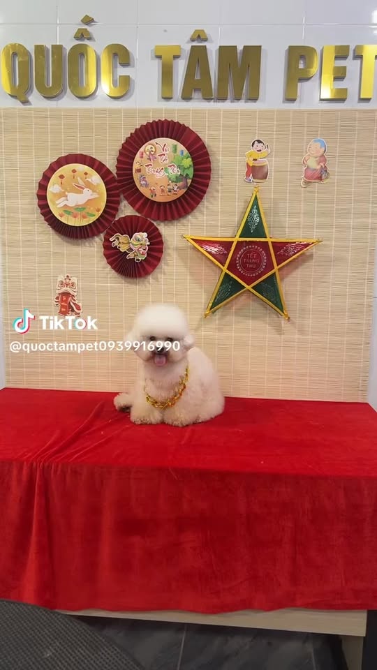 [☕️🇻🇳] Tiệm Cafe Mèo JennyMiaw – PetSpa 🥤 Top1Coffee ☕️ Tiệm em dạo này ít khách quá, mời các bác vote cho nhà em xem đuổi đứa nào cho đỡ tốn tiềng lương ạ
Chi tiết các đối tượng dưới từng ảnh :———— , shares-2✔️ , likes-237❤️️ , date-2025-12-03 06:47:54🇻🇳🇻🇳🇻🇳📰🆕