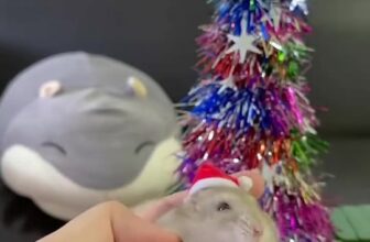 [🆕🇻🇳] Chuột hamster ninh bình  🐶🦜 Top1Pets 🐱🐠  GIÁNG SINH ẤM ÁP – TRI ÂN KHÁCH YÊU NHÀ HAMSTERNoel đang đến gần rồi, và nhà Hamster tụi mình muốn gửi một món quà nhỏ để cảm ơn tất cả khách hàng đã t , shares-0✔️ , likes-2❤️️ , date-2025-12-04 15:23:38🐶🐱🇻🇳🇻🇳🇻🇳📰🆕