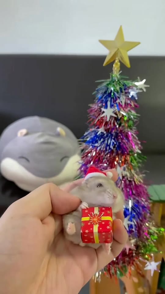 [🆕🇻🇳] Chuột hamster ninh bình  🐶🦜 Top1Pets 🐱🐠  GIÁNG SINH ẤM ÁP – TRI ÂN KHÁCH YÊU NHÀ HAMSTERNoel đang đến gần rồi, và nhà Hamster tụi mình muốn gửi một món quà nhỏ để cảm ơn tất cả khách hàng đã t , shares-0✔️ , likes-2❤️️ , date-2025-12-04 15:23:38🐶🐱🇻🇳🇻🇳🇻🇳📰🆕