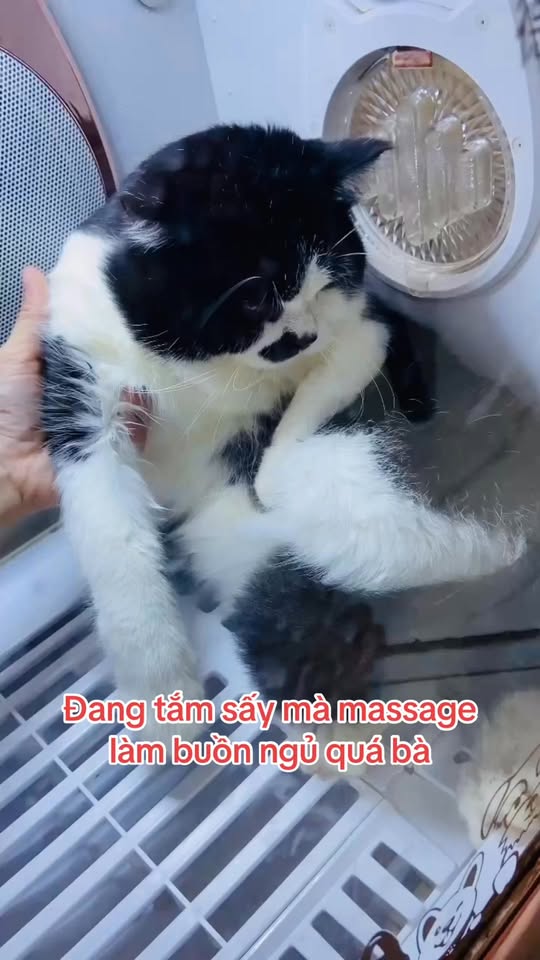 [☕️🇻🇳] Tiệm Cafe Mèo JennyMiaw – PetSpa 🥤 Top1Coffee ☕️ Tiệm em dạo này ít khách quá, mời các bác vote cho nhà em xem đuổi đứa nào cho đỡ tốn tiềng lương ạ
Chi tiết các đối tượng dưới từng ảnh :———— , shares-2✔️ , likes-237❤️️ , date-2025-12-03 06:47:54🇻🇳🇻🇳🇻🇳📰🆕