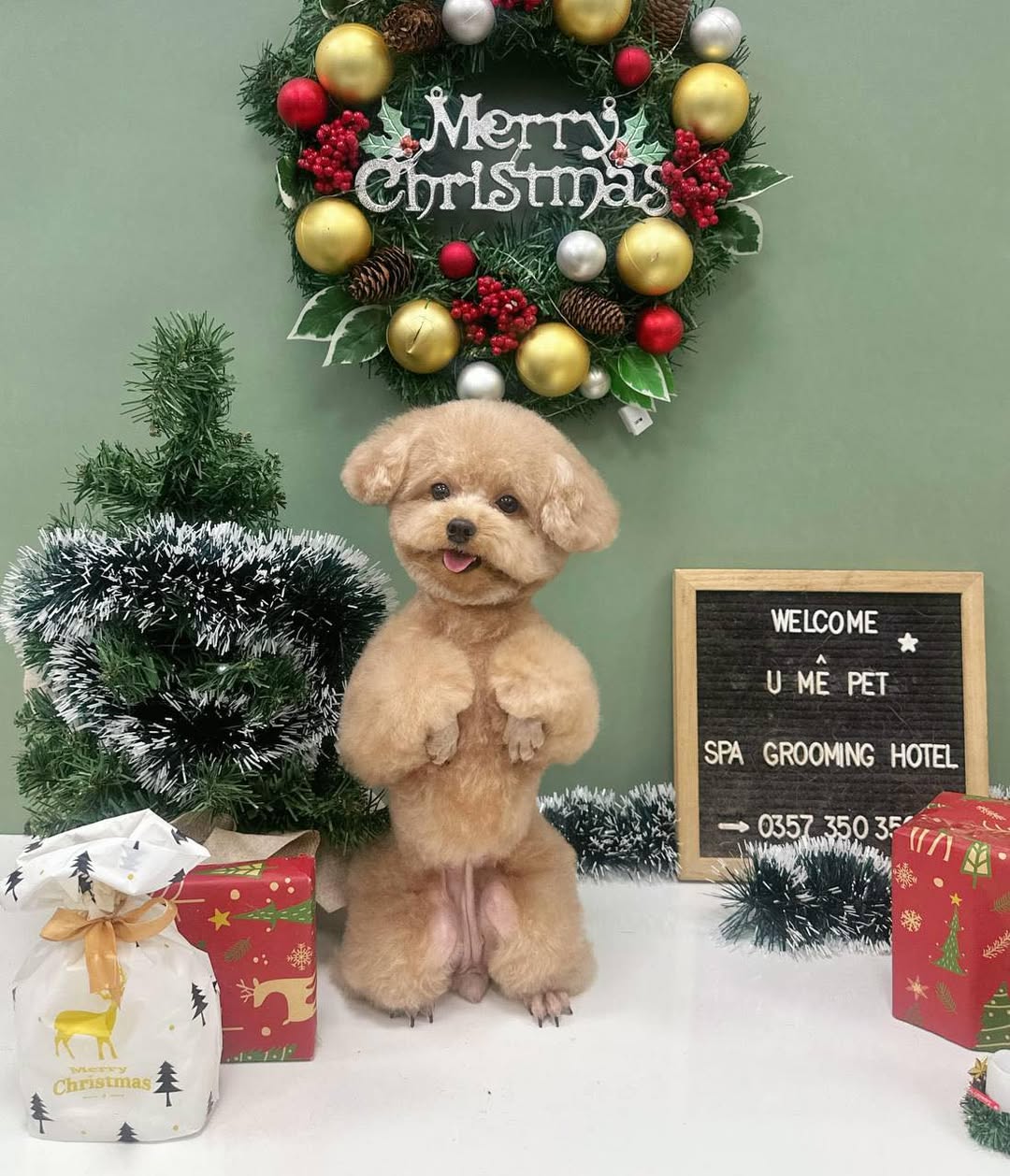 [🆕🇻🇳] U Mê Pet Shop – Dịch Vụ SPA & HOTEL Cao Cấp Quận 11 🐶🦜 Top1Pets 🐱🐠 Tháng 12 này Ba Mẹ cho các bé đi chơi Noel bên em chưa
—————————————-
U MÊ PET – Spa & Hotel
Zalo: 0357 350 350
Địa chỉ: 257/10 Tạ Uyên, P.7 Q.11 TP.HC , shares-1✔️ , likes-4❤️️ , date-2025-12-02 02:27:36🐶🐱🇻🇳🇻🇳🇻🇳📰🆕