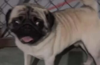 [🆕🇻🇳] Thú y PET HẬU NGHĨA – Thiên đường thú cưng 🐶🦜 Top1Pets 🐱🐠  TÌM CHỦ CHO BÉ CHÓ THẤT LẠC
Mình nhặt được một bé Pug
Ai là chủ của bé (hoặc biết chủ của bé) vui lòng liên hệ mình qua phòng khám thú y Pet Hậu Nghĩa
Mo , shares-0✔️ , likes-0❤️️ , date-2025-12-03 17:55:05🐶🐱🇻🇳🇻🇳🇻🇳📰🆕