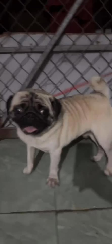 [🆕🇻🇳] Thú y PET HẬU NGHĨA – Thiên đường thú cưng 🐶🦜 Top1Pets 🐱🐠  TÌM CHỦ CHO BÉ CHÓ THẤT LẠC
Mình nhặt được một bé Pug
Ai là chủ của bé (hoặc biết chủ của bé) vui lòng liên hệ mình qua phòng khám thú y Pet Hậu Nghĩa
Mo , shares-0✔️ , likes-0❤️️ , date-2025-12-03 17:55:05🐶🐱🇻🇳🇻🇳🇻🇳📰🆕