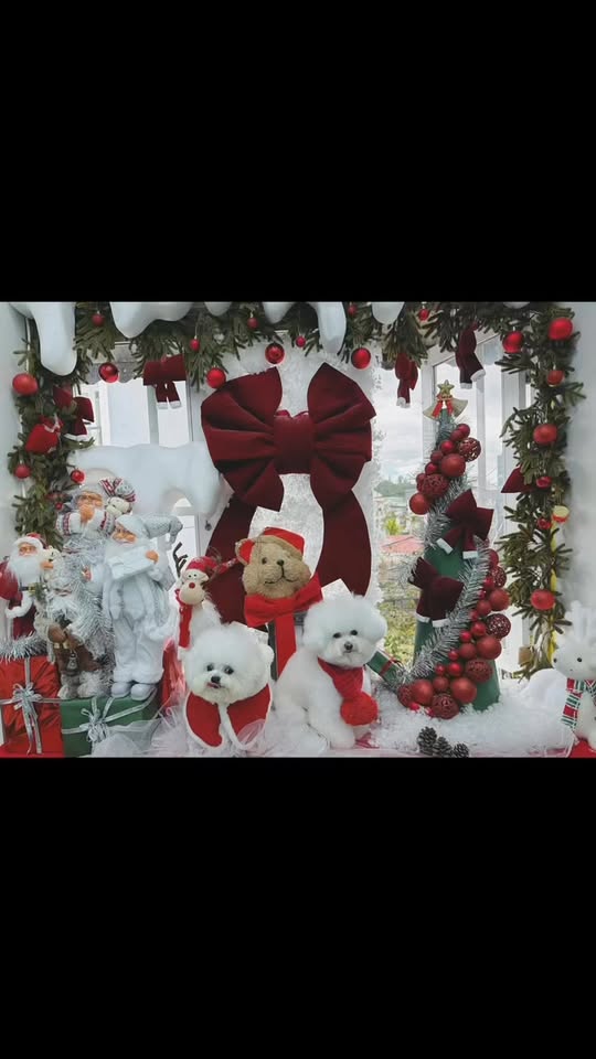 [🆕🇻🇳] MiMi Pet Spa Đà Lạt 🐶🦜 Top1Pets 🐱🐠 “Merry Christmas, bạn yêu quý! Hãy cùng nhau tạo nên những kỷ niệm không thể quên trong mùa lễ này nhé!”

                       MiMiPetSpa Đà Lạt
 Địa chỉ , shares-0✔️ , likes-2❤️️ , date-2025-12-02 16:38:34🐶🐱🇻🇳🇻🇳🇻🇳📰🆕