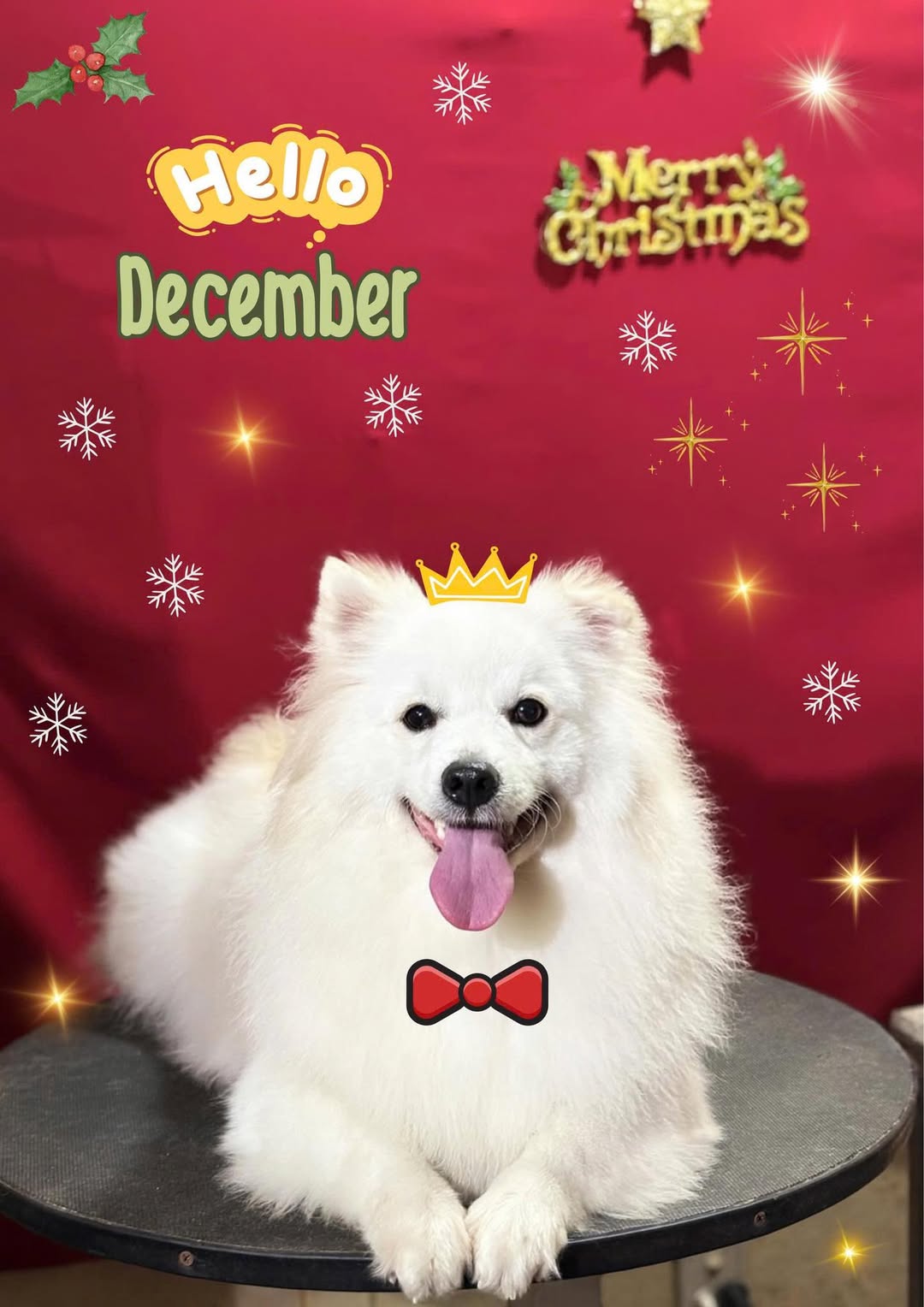 [🆕🇻🇳] Tiệm Thú Cưng Đà Nẵng 🐶🦜 Top1Pets 🐱🐠 Hello  12
Ngày đầu tiên của tháng trời lất phất mưa
Chào đón tháng cuối cùng của năm 2025 , mong mọi người gặp nhiều may mắn – bình an , luôn ổn định tr , shares-2✔️ , likes-11❤️️ , date-2025-12-01 17:45:51🐶🐱🇻🇳🇻🇳🇻🇳📰🆕