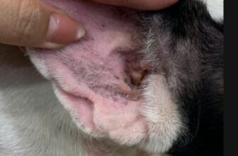 [🆕🇻🇳] Bệnh Viện Thú Y GoldenVet 🐶🦜 Top1Pets 🐱🐠  NẤM MEN Ở CHÓ – NGỨA, HÔI, THÂM DA!Chó gãi nhiều, da hôi, đỏ – thâm, tai nhiều ráy nâu?
Rất có thể bé bị nấm men Malassezia!Điều trị tại GOLDEN VET
, shares-0✔️ , likes-1❤️️ , date-2025-12-02 04:11:23🐶🐱🇻🇳🇻🇳🇻🇳📰🆕