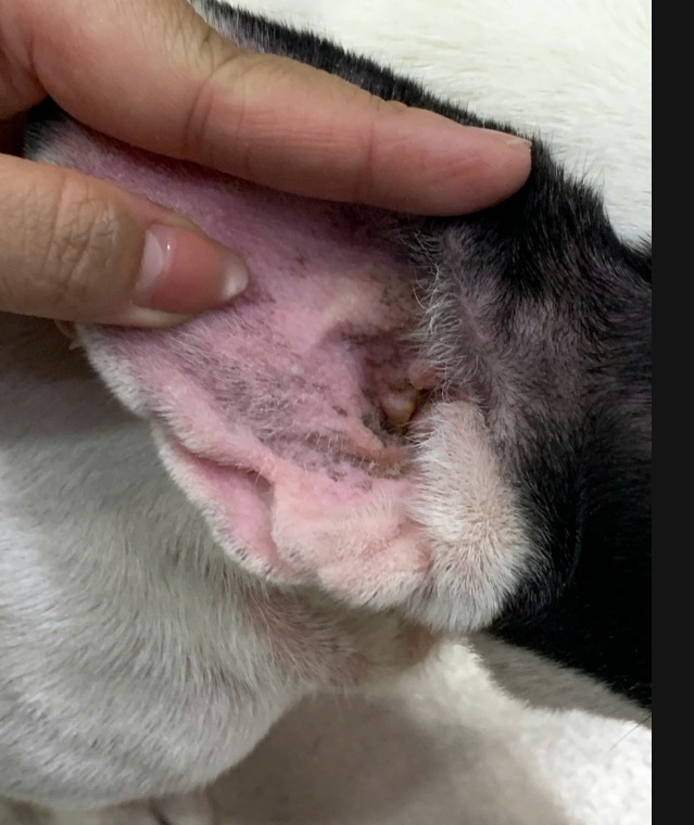 [🆕🇻🇳] Bệnh Viện Thú Y GoldenVet 🐶🦜 Top1Pets 🐱🐠  NẤM MEN Ở CHÓ – NGỨA, HÔI, THÂM DA!Chó gãi nhiều, da hôi, đỏ – thâm, tai nhiều ráy nâu?
Rất có thể bé bị nấm men Malassezia!Điều trị tại GOLDEN VET
, shares-0✔️ , likes-1❤️️ , date-2025-12-02 04:11:23🐶🐱🇻🇳🇻🇳🇻🇳📰🆕