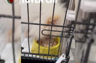 [🆕🇻🇳] Phòng Khám Thú Y Tuyến Chi 🐶🦜 Top1Pets 🐱🐠 Bé Mi – chiến binh 3 tháng tuổi đã vượt qua giai đoạn nguy kịchTừ Vũng Liêm chuyển viện lên trong tình trạng nặng, bé Mi đã được đội ngũ Bệnh viện Thú y , shares-0✔️ , likes-5❤️️ , date-2025-12-07 22:30:03🐶🐱🇻🇳🇻🇳🇻🇳📰🆕