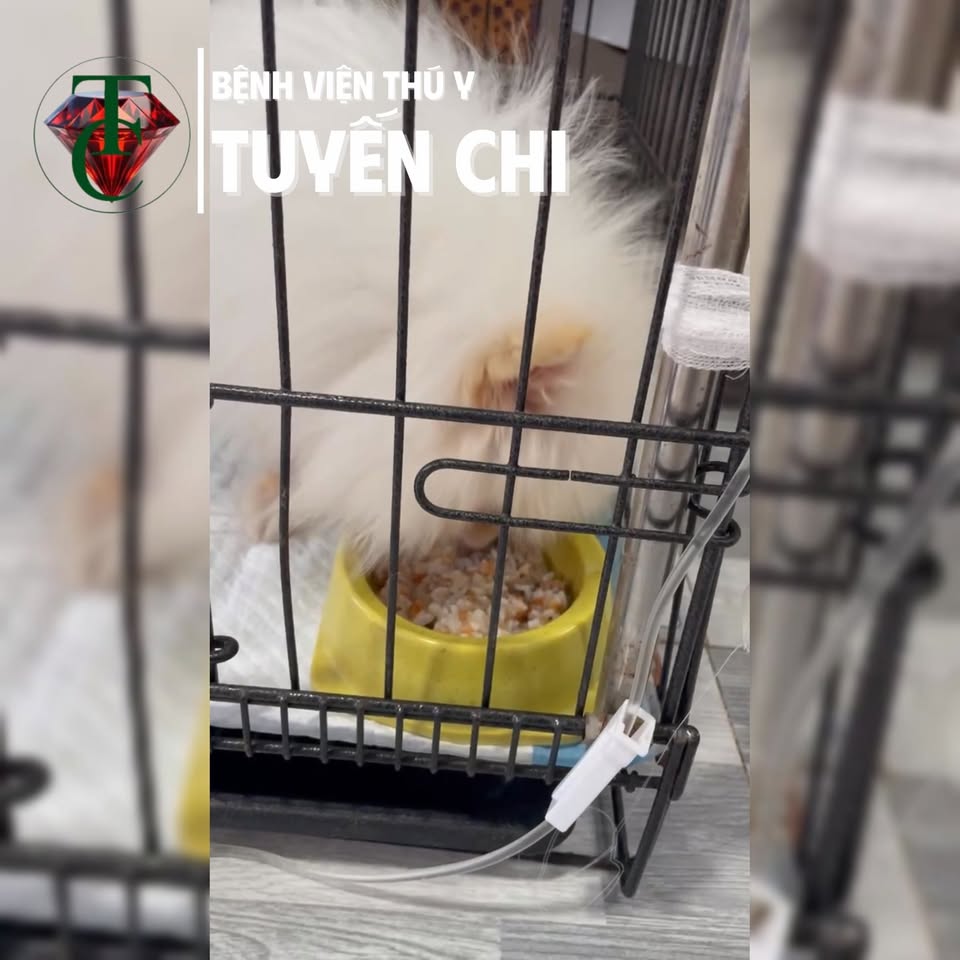 [🆕🇻🇳] Phòng Khám Thú Y Tuyến Chi 🐶🦜 Top1Pets 🐱🐠 Bé Mi – chiến binh 3 tháng tuổi đã vượt qua giai đoạn nguy kịchTừ Vũng Liêm chuyển viện lên trong tình trạng nặng, bé Mi đã được đội ngũ Bệnh viện Thú y , shares-0✔️ , likes-5❤️️ , date-2025-12-07 22:30:03🐶🐱🇻🇳🇻🇳🇻🇳📰🆕