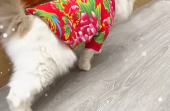 [🆕🇻🇳] Siêu Thị Thú Cưng Hachiko Petmall – 151B Trần Quang Khải P.Tân Định Quận 1 🐶🦜 Top1Pets 🐱🐠 5 outfit mùa lạnh cho Boss: đi đâu cũng phải nổi bật hơn Sen!
#hachiko #hachikopetshop #thucung #dothudong #outfitthudong , shares-0✔️ , likes-0❤️️ , date-2025-12-04 18:57:55🐶🐱🇻🇳🇻🇳🇻🇳📰🆕