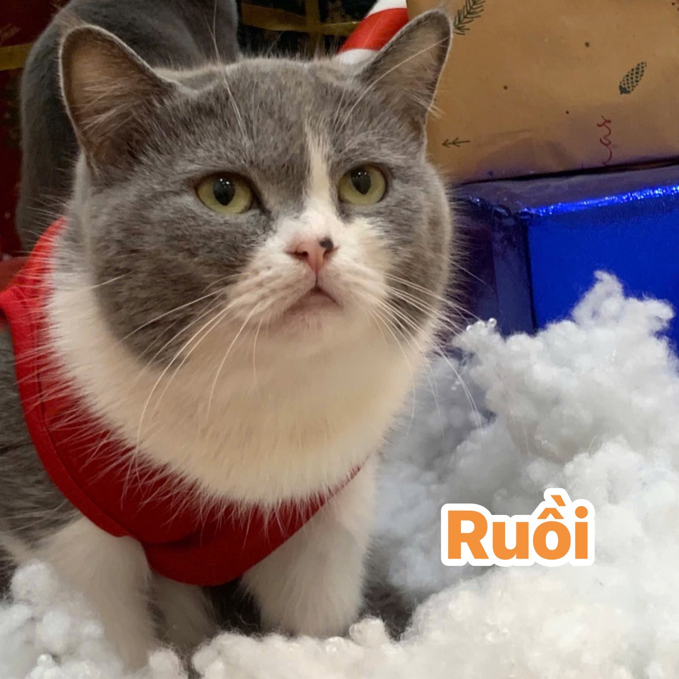 [☕️🇻🇳] Tiệm Cafe Mèo JennyMiaw – PetSpa 🥤 Top1Coffee ☕️ Tiệm em dạo này ít khách quá, mời các bác vote cho nhà em xem đuổi đứa nào cho đỡ tốn tiềng lương ạ
Chi tiết các đối tượng dưới từng ảnh :———— , shares-2✔️ , likes-237❤️️ , date-2025-12-03 06:47:54🇻🇳🇻🇳🇻🇳📰🆕