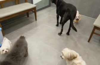 [🆕🇻🇳] Cobi Pet Hospital – Bệnh Viện Thú Y 🐶🦜 Top1Pets 🐱🐠  ĐI LƯU VIỆN BUỒN HIU
CƠ HỘI GIAO LƯU BẠN MỚI
Bệnh viện hôm nay đông vui quá, các bé luôn được thoải mái khi lưu viện
Bé vẫn ăn ngon, ngủ ngoan—ba mẹ yê , shares-0✔️ , likes-8❤️️ , date-2025-12-04 23:34:00🐶🐱🇻🇳🇻🇳🇻🇳📰🆕