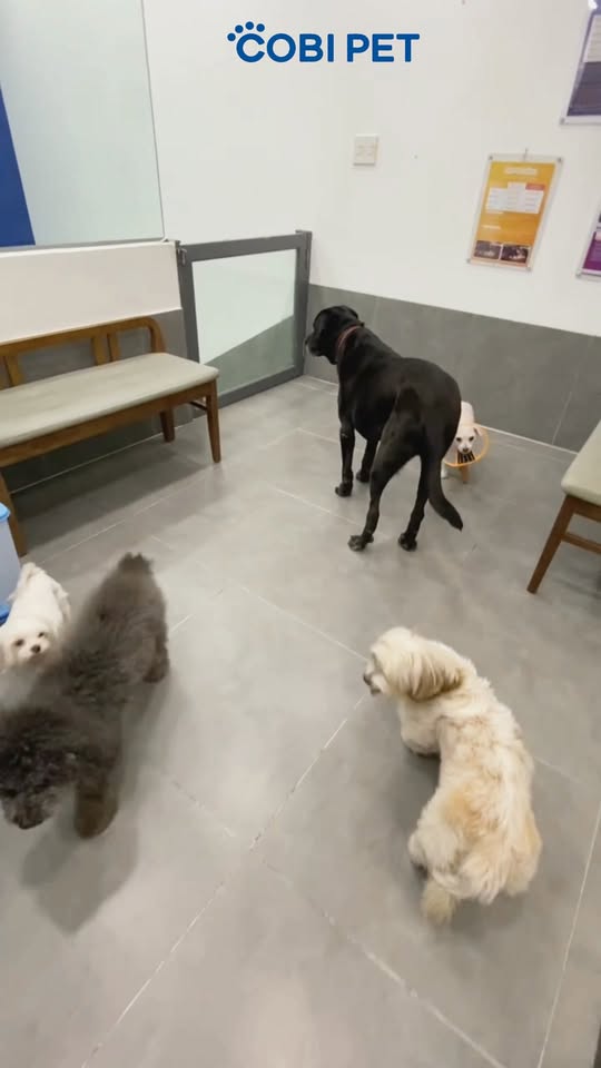 [🆕🇻🇳] Cobi Pet Hospital – Bệnh Viện Thú Y 🐶🦜 Top1Pets 🐱🐠  ĐI LƯU VIỆN BUỒN HIU
CƠ HỘI GIAO LƯU BẠN MỚI
Bệnh viện hôm nay đông vui quá, các bé luôn được thoải mái khi lưu viện
Bé vẫn ăn ngon, ngủ ngoan—ba mẹ yê , shares-0✔️ , likes-8❤️️ , date-2025-12-04 23:34:00🐶🐱🇻🇳🇻🇳🇻🇳📰🆕