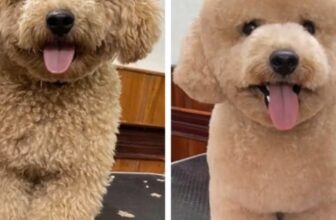 [🆕🇻🇳] Phòng Khám Thú Y 1A Thị Xã Quảng Trị 🐶🦜 Top1Pets 🐱🐠  Ai đây ta? Bé cún của khách hay phiên bản xịn hơn vừa “ra lò” từ spa?
Chỉ sau một vòng chăm sóc nhẹ nhàng, bé biến hình luôn — lông mượt, thơm tho, mặt tư , shares-0✔️ , likes-3❤️️ , date-2025-12-04 02:45:11🐶🐱🇻🇳🇻🇳🇻🇳📰🆕