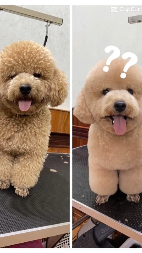 [🆕🇻🇳] Phòng Khám Thú Y 1A Thị Xã Quảng Trị 🐶🦜 Top1Pets 🐱🐠  Ai đây ta? Bé cún của khách hay phiên bản xịn hơn vừa “ra lò” từ spa?
Chỉ sau một vòng chăm sóc nhẹ nhàng, bé biến hình luôn — lông mượt, thơm tho, mặt tư , shares-0✔️ , likes-3❤️️ , date-2025-12-04 02:45:11🐶🐱🇻🇳🇻🇳🇻🇳📰🆕