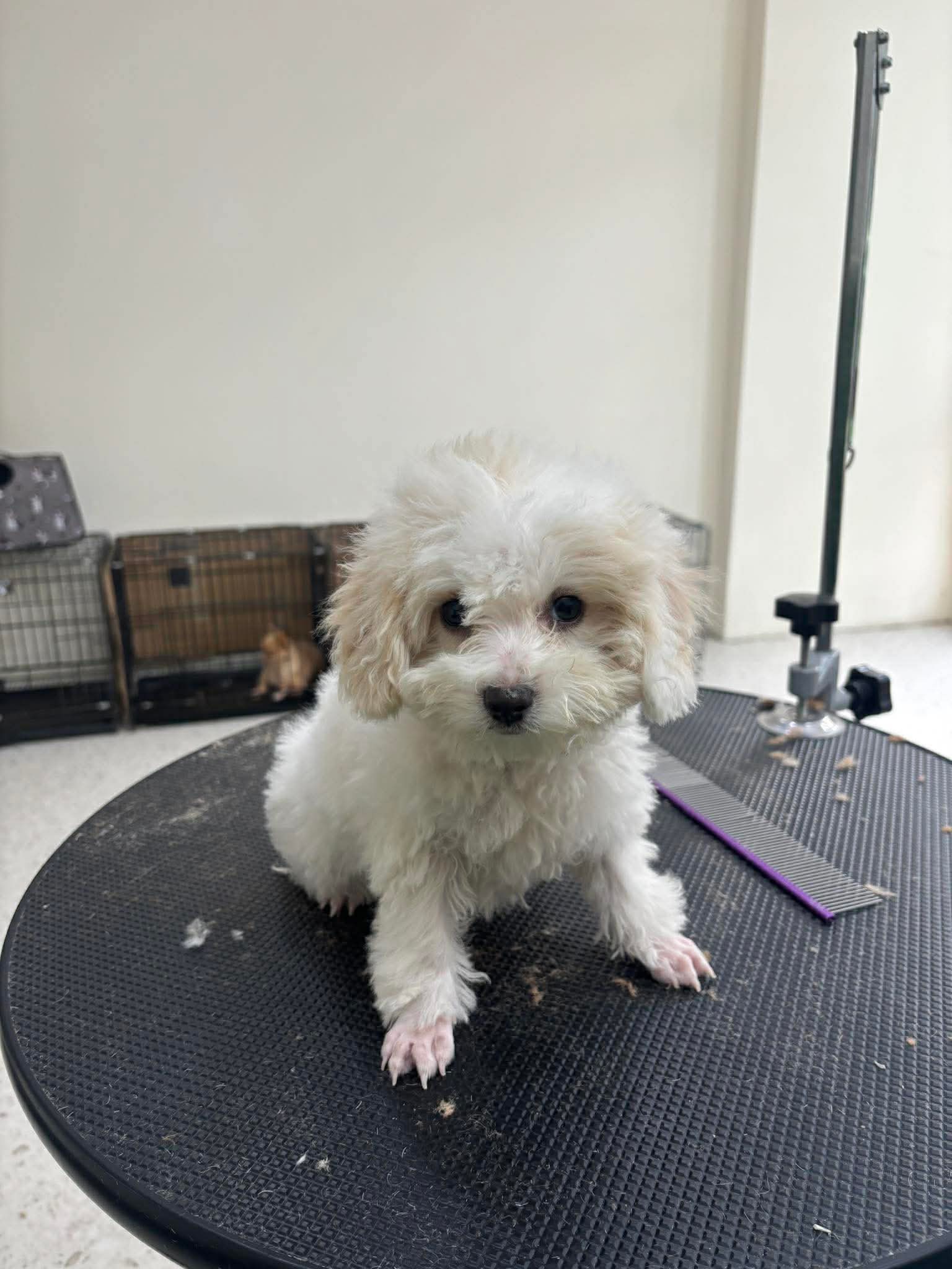 [🆕🇻🇳] Chuột hamster ninh bình  🐶🦜 Top1Pets 🐱🐠  GIÁNG SINH ẤM ÁP – TRI ÂN KHÁCH YÊU NHÀ HAMSTERNoel đang đến gần rồi, và nhà Hamster tụi mình muốn gửi một món quà nhỏ để cảm ơn tất cả khách hàng đã t , shares-0✔️ , likes-2❤️️ , date-2025-12-04 15:23:38🐶🐱🇻🇳🇻🇳🇻🇳📰🆕