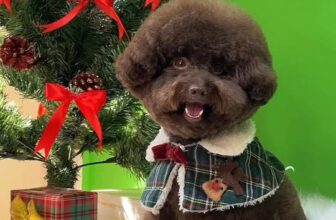 [🆕🇻🇳] Beauty Pet Milk Mập 🐶🦜 Top1Pets 🐱🐠 Nét đẹp này… cam thường cũng không cứu nổi. Tại ngầu quá. , shares-0✔️ , likes-7❤️️ , date-2025-12-08 04:20:58🐶🐱🇻🇳🇻🇳🇻🇳📰🆕