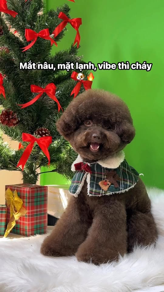 [🆕🇻🇳] Beauty Pet Milk Mập 🐶🦜 Top1Pets 🐱🐠 Nét đẹp này… cam thường cũng không cứu nổi. Tại ngầu quá. , shares-0✔️ , likes-7❤️️ , date-2025-12-08 04:20:58🐶🐱🇻🇳🇻🇳🇻🇳📰🆕