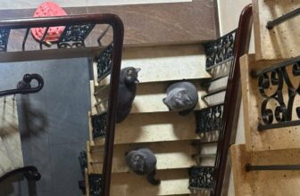 [🆕🇻🇳] Pet Lovers VN – Thiên đường thức ăn dành cho thú cưng của bạn 🐶🦜 Top1Pets 🐱🐠 Nhà người ta có camera an ninh, nhà em có ‘mèo-an-ninh’.
Đi đâu, làm gì, tụi tui thấy hết nha Sen
#petlovers #sieuthithucung #doanchomeo #pate #hat #sen # , shares-0✔️ , likes-5❤️️ , date-2025-12-06 01:06:59🐶🐱🇻🇳🇻🇳🇻🇳📰🆕