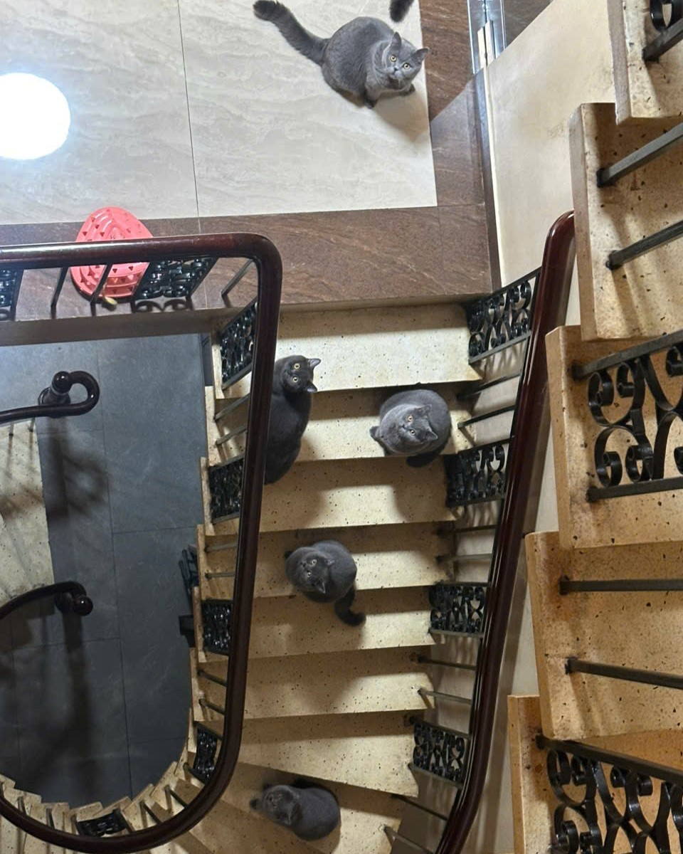 [🆕🇻🇳] Pet Lovers VN – Thiên đường thức ăn dành cho thú cưng của bạn 🐶🦜 Top1Pets 🐱🐠 Nhà người ta có camera an ninh, nhà em có ‘mèo-an-ninh’.
Đi đâu, làm gì, tụi tui thấy hết nha Sen
#petlovers #sieuthithucung #doanchomeo #pate #hat #sen # , shares-0✔️ , likes-5❤️️ , date-2025-12-06 01:06:59🐶🐱🇻🇳🇻🇳🇻🇳📰🆕