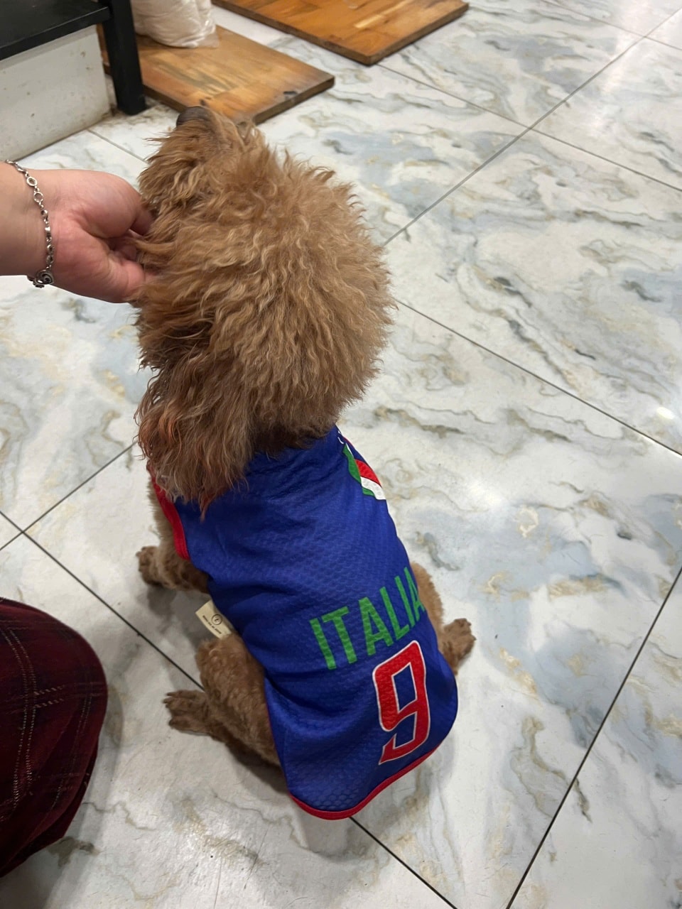 [🆕🇻🇳] Bệnh viện thú y Pet Home 🐶🦜 Top1Pets 🐱🐠 Tìm chó lạc
Tối hôm ngày 30/11/2025, bên em có 1 bé chó poodle đi lạc ở khu vực dốc Nguyễn Huệ. Lúc đi bé có mặc áo đá banh như hình, lông hơi ngắn, chóp t , shares-2✔️ , likes-0❤️️ , date-2025-12-01 16:46:21🐶🐱🇻🇳🇻🇳🇻🇳📰🆕