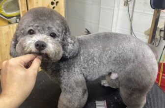 [🆕🇻🇳] Okyo Pet House – Shop Thú Cưng 🐶🦜 Top1Pets 🐱🐠 Mai là happy day giảm 15% cho tất cả dịch vụ spa rồi đó ba mẹ ơi. Nhanh tay đặt lịch cho các con đến Okyopet nào
, shares-1✔️ , likes-1❤️️ , date-2025-12-03 15:23:17🐶🐱🇻🇳🇻🇳🇻🇳📰🆕