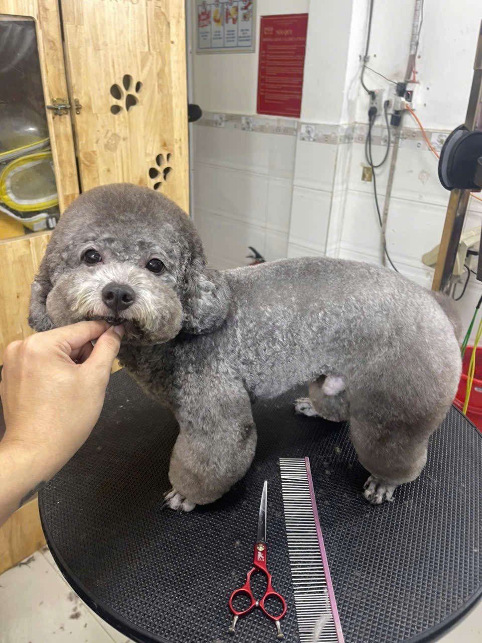 [🆕🇻🇳] Okyo Pet House – Shop Thú Cưng 🐶🦜 Top1Pets 🐱🐠 Mai là happy day giảm 15% cho tất cả dịch vụ spa rồi đó ba mẹ ơi. Nhanh tay đặt lịch cho các con đến Okyopet nào
, shares-1✔️ , likes-1❤️️ , date-2025-12-03 15:23:17🐶🐱🇻🇳🇻🇳🇻🇳📰🆕