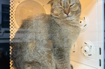 [🆕🇻🇳] Bull Bath – Cat Grooming & Hotel 🐶🦜 Top1Pets 🐱🐠  ba mẹ đặt lịch tắm để chơi Noel chưa——————————————————-
Bull Bath – Cat Grooming & Hotel
Số 2 cư xá Bình Minh, Dương Bá Trạc, P1,Q8 (Địa chỉ cũ)
Số 2  , shares-0✔️ , likes-2❤️️ , date-2025-12-05 19:16:44🐶🐱🇻🇳🇻🇳🇻🇳📰🆕