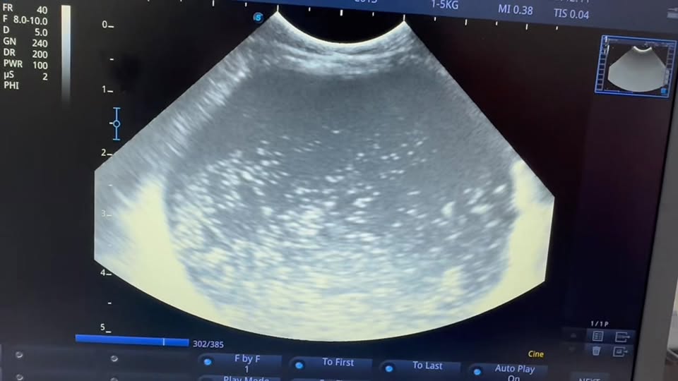 [🆕🇻🇳] Dog Salon MoMo & Academy – Studio – Spa – Hotel – Academy 🐶🦜 Top1Pets 🐱🐠  BÉ YÊU BIẾN HÌNH SIÊU DỄ THƯƠNG!Chó, mèo của bạn có đang bị rối lông, mùi hương chưa thơm tho, hay bé “lười” tắm không?
Đừng lo, MoMo sẽ giúp bé yêu bi , shares-0✔️ , likes-2❤️️ , date-2025-12-04 21:09:03🐶🐱🇻🇳🇻🇳🇻🇳📰🆕