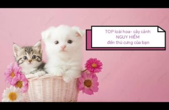 [🆕🇻🇳] Bệnh Viện Thú Y Kinh Bắc Hà Đông 🐶🦜 Top1Pets 🐱🐠  CẢNH BÁO!
NHỮNG LOÀI CÂY GÂY ĐỘC CHO CHÓ MÈO
(Có thể gây nôn, co giật, suy thận hoặc tử vong)
1. Hoa Ly (Lily) – CỰC ĐỘC CHO MÈO
2. Trúc Đào (Oleander)  , shares-0✔️ , likes-0❤️️ , date-2025-12-07 16:40:42🐶🐱🇻🇳🇻🇳🇻🇳📰🆕