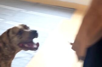 [🆕🇻🇳] Trung Tâm Thú Cưng T.VET Clinic – Quy Nhơn 🐶🦜 Top1Pets 🐱🐠 Lưu trú 2 em bé Siêu bé bỏng chỉ —> 30kg. #catnhunghuu #bacsithuyvuive #trungtamthucungtvet #thuytainhabinhdinh #dongvatcungcanyeuthuong #thuyquynhon #quyn , shares-0✔️ , likes-3❤️️ , date-2025-12-03 22:24:38🐶🐱🇻🇳🇻🇳🇻🇳📰🆕