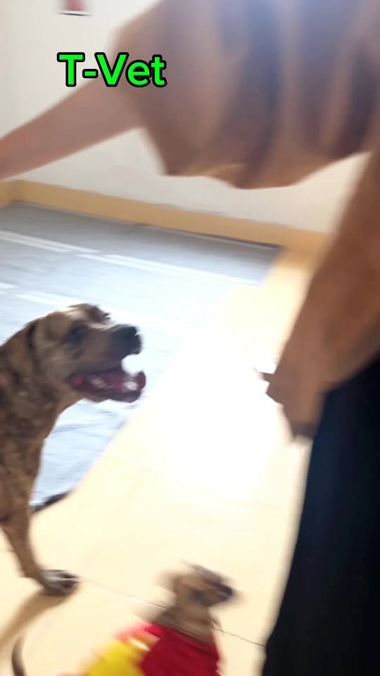 [🆕🇻🇳] Trung Tâm Thú Cưng T.VET Clinic – Quy Nhơn 🐶🦜 Top1Pets 🐱🐠 Lưu trú 2 em bé Siêu bé bỏng chỉ —> 30kg. #catnhunghuu #bacsithuyvuive #trungtamthucungtvet #thuytainhabinhdinh #dongvatcungcanyeuthuong #thuyquynhon #quyn , shares-0✔️ , likes-3❤️️ , date-2025-12-03 22:24:38🐶🐱🇻🇳🇻🇳🇻🇳📰🆕