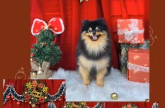 [🆕🇻🇳] Ginnie Pet shop 🐶🦜 Top1Pets 🐱🐠 Noel này các Boss đã sẵn sàng xinh đẹp chưa? Ghé Ginnie để được tắm thơm- chải mượt- tạo kiểu bling bling đón Giáng Sinh nào
________________
HAPPY HOURS  , shares-0✔️ , likes-4❤️️ , date-2025-12-02 23:13:38🐶🐱🇻🇳🇻🇳🇻🇳📰🆕