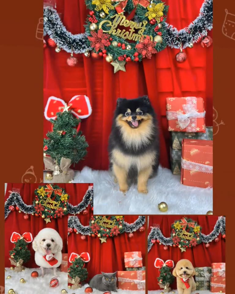 [🆕🇻🇳] LiTibaby – Thương hiệu thời trang trẻ em Việt 😎❤️️⭐️  LITIBABY – SPARKLING CHRISTMAS 2025
Sự kiện Giáng sinh HOÀNH TRÁNG – LUNG LINH – ĐÁNG MONG CHỜ NHẤT THÁNG 12 TỚI TỪ NHÀ #liti , shares-2✔️ , likes-3❤️️ , date-2025-12-02 23:25:48🇻🇳🇻🇳🇻🇳📰🆕