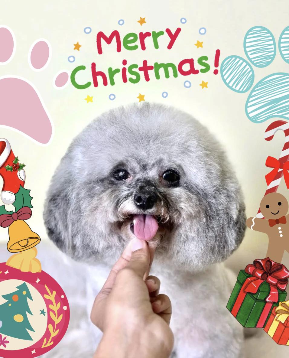 [🆕🇻🇳] Mercy – Petshop & Grooming Spa For Pet 🐶🦜 Top1Pets 🐱🐠  𝐐𝐮𝐚́ đ𝐚́𝐧𝐠…𝐢𝐮𝐮𝐮𝐮𝐊𝐡𝐨̂𝐧𝐠 𝐥𝐚̀𝐦 đ𝐚𝐮 𝐜𝐚́𝐜 𝐜𝐨𝐧 – 𝐊𝐡𝐨̂𝐧𝐠 𝐛𝐚̣𝐨 𝐥𝐮̛̣𝐜 𝐜𝐮̛𝐨̛̃𝐧𝐠 𝐞́𝐩 – 𝐊𝐡𝐨̂𝐧𝐠 𝐠𝐚̂𝐲 𝐒𝐭𝐫𝐞𝐬𝐬𝐐𝐮𝐲 𝐓𝐫𝐢̀𝐧𝐡 𝐓𝐚̆́𝐦 𝐓𝐢̉𝐚 𝐂𝐡𝐮𝐲𝐞̂𝐧 𝐍𝐠𝐡𝐢𝐞̣̂𝐩 𝟏𝟎-𝟏𝟏 𝐛𝐮̛𝐨̛́𝐜  , shares-1✔️ , likes-3❤️️ , date-2025-12-02 21:49:20🐶🐱🇻🇳🇻🇳🇻🇳📰🆕