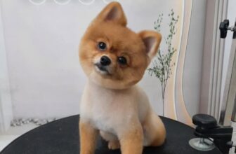 [🆕🇻🇳] TÔM PET GROOMING – Tiệm Làm Đẹp Thú Cưng Tại Huế 🐶🦜 Top1Pets 🐱🐠 Thay đổi style cho bé cún, hú hồn Sen vẫn nhận ra em———————————–
• Tắm – cạo – nhuộm – cắt tỉa lông
• Tiêm phòng vaccine
• Lưu tr , shares-0✔️ , likes-2❤️️ , date-2025-12-08 19:10:26🐶🐱🇻🇳🇻🇳🇻🇳📰🆕
