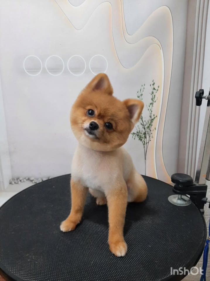 [🆕🇻🇳] Dailybebe-store -Baby & Mom – Đồ dùng mẹ và bé – đồ chơi cao cấp Korea , Us/Uk Chính Hãng🧑‍🧒❤️️👶⭐️ Mỗi lần chuẩn bị nguyên liệu nấu ăn cho bé, có bao giờ ba mẹ suy nghĩ về các vấn đề:𝑵𝒐̂̃𝒊 𝒍𝒐 𝒅𝒖̛ 𝒍𝒖̛𝒐̛̣𝒏𝒈 𝒕𝒉𝒖𝒐̂́𝒄 𝒃𝒂̉𝒐 𝒗𝒆̣̂ 𝒕𝒉𝒖̛̣𝒄 𝒗𝒂̣̂𝒕 𝒏𝒈𝒖𝒚 𝒉𝒊𝒆̂̉𝒎
𝑳𝒐 , shares-3✔️ , likes-6❤️️ , date-2025-12-08 19:17:12🇻🇳🇻🇳🇻🇳📰🆕