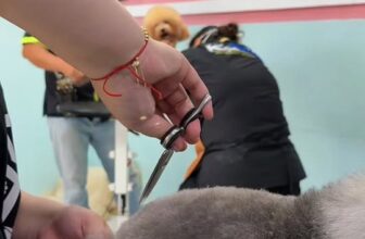 [🆕🇻🇳] KaKa Pet – Dịch Vụ Thú Cưng 🐶🦜 Top1Pets 🐱🐠 Khởi động đầu tuần tại KAKA ACADEMY cùng các bạn học viên chăm chỉ
_____________
𝐊𝐚𝐊𝐚 𝐏𝐞𝐭 Academy Grooming  – 𝐃𝐢̣𝐜𝐡 𝐯𝐮̣ 𝐭𝐡𝐮́ 𝐜𝐮̛𝐧𝐠
Địa chỉ: Số 3, Nguyễn , shares-0✔️ , likes-4❤️️ , date-2025-12-08 18:56:58🐶🐱🇻🇳🇻🇳🇻🇳📰🆕