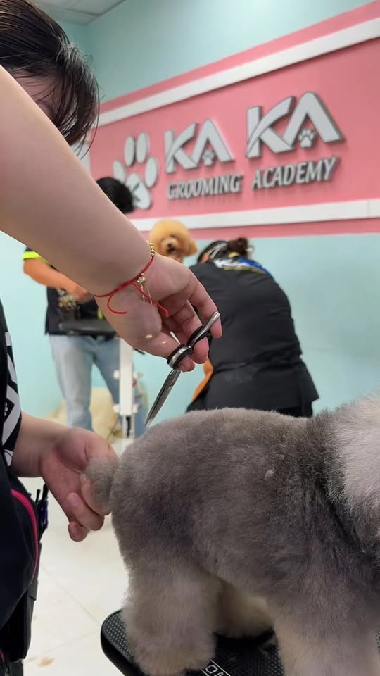 [🆕🇻🇳] KaKa Pet – Dịch Vụ Thú Cưng 🐶🦜 Top1Pets 🐱🐠 Khởi động đầu tuần tại KAKA ACADEMY cùng các bạn học viên chăm chỉ
_____________
𝐊𝐚𝐊𝐚 𝐏𝐞𝐭 Academy Grooming  – 𝐃𝐢̣𝐜𝐡 𝐯𝐮̣ 𝐭𝐡𝐮́ 𝐜𝐮̛𝐧𝐠
Địa chỉ: Số 3, Nguyễn , shares-0✔️ , likes-4❤️️ , date-2025-12-08 18:56:58🐶🐱🇻🇳🇻🇳🇻🇳📰🆕