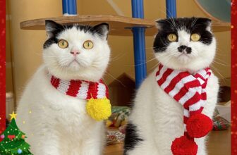 [🆕🇻🇳] Kin Neko PetShop – Cửa Hàng Thú Cưng 🐶🦜 Top1Pets 🐱🐠  NOEL CHÍNH THỨC ĐỔ BỔ TẠI KIN NEKO PETSHOP RỒI CẢ NHÀ ƠI!
BST phụ kiện – outfit Giáng Sinh cho chó mèo đã về đủ: khăn len, nón, nơ, vòng cổ siêu xinh lu , shares-6✔️ , likes-42❤️️ , date-2025-12-03 18:04:26🐶🐱🇻🇳🇻🇳🇻🇳📰🆕